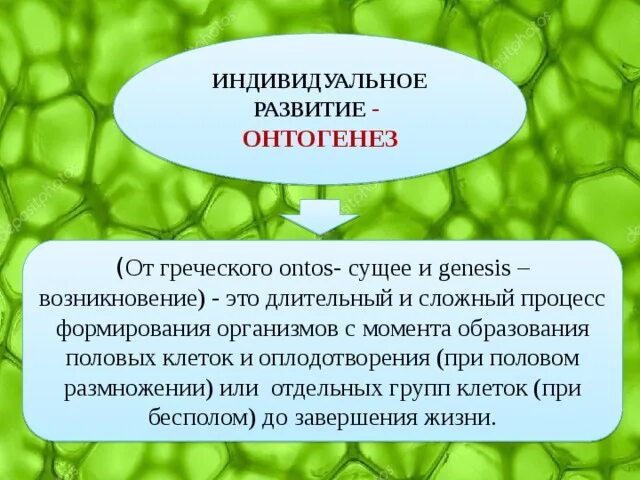 Индивидуальное развитие организма. Синонимом индивидуального развития является. Индивидуальное развитие организма онтогенез тест. Синоним индивидуального развития.