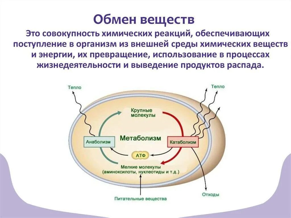 Процессы благодаря которым и происходит
