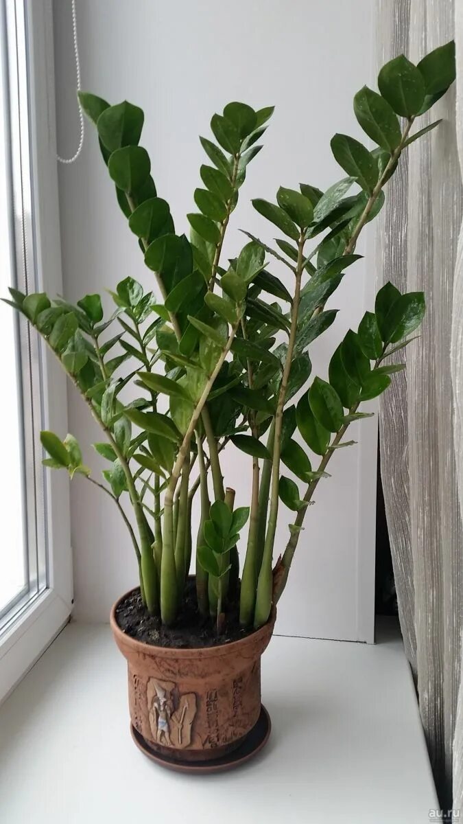 Замиокулькас. Замиокулькас. Замиокулькас замиелистный. Растение замиокулькас. Замиокулькас замифолия.