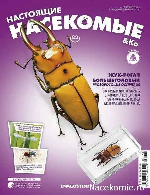 Журнал насекомыми. Журнал насекомыми. Настоящие насекомые и ко деагостини. Журнал насекомыми. Коллекция насекомых деагостини.