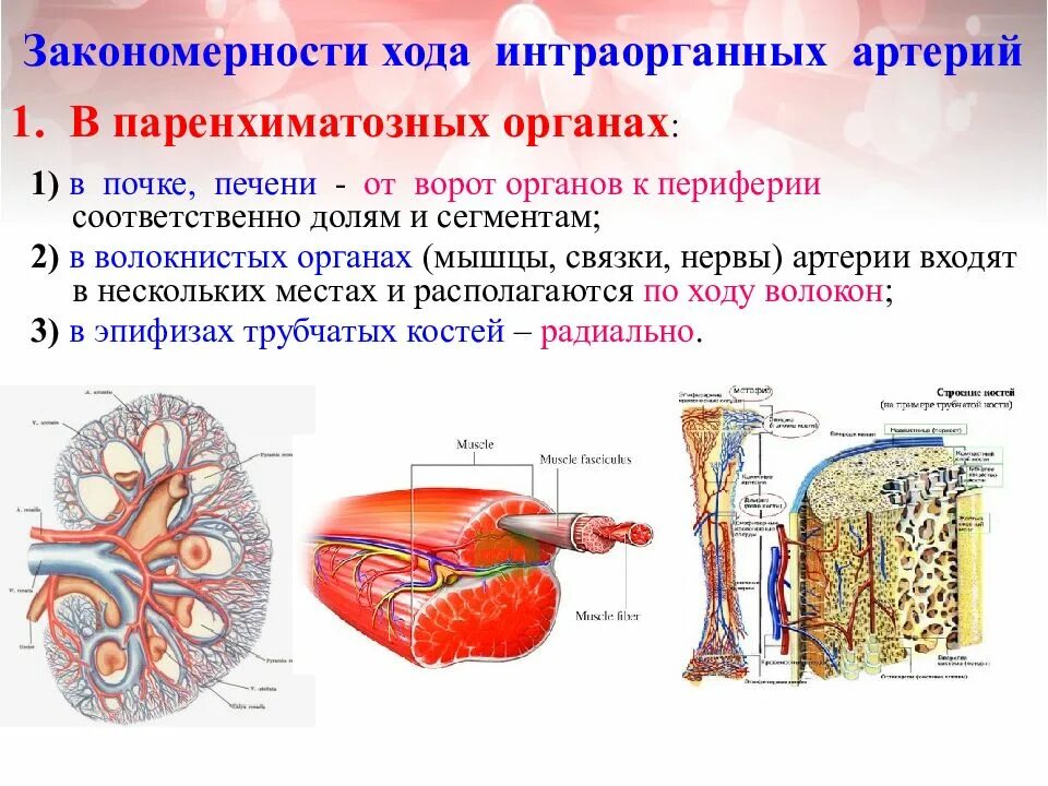 Строение полых и паренхиматозных органов. Строение полых и паренхиматозных органов анатомия. распределение артерий в полых и паренхиматозных органах. полые и паренхиматозные органы таблица.