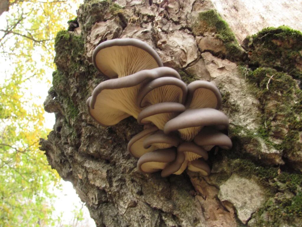вёшенка устричная (pleurotus ostreatus). вешенка обыкновенная лесная. грибы вешенки. вешенка рожковидная лесная. вёшенка устричная (pleurotus ostreatus).