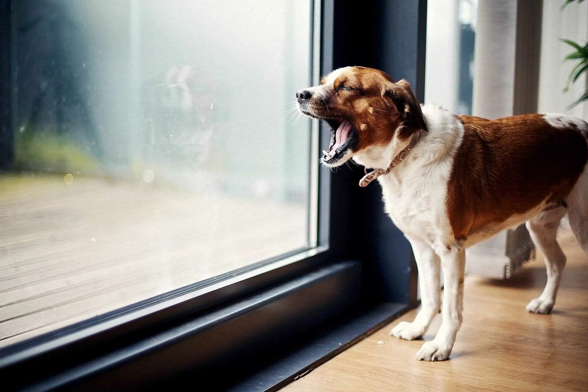 Собака лает. Собаки для квартиры. Собака в окне. Лающая собака.