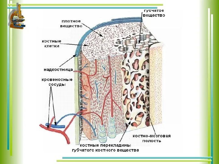 Строение компактного вещества трубчатой кости. Строение трубчатой кости биология 8. Компактное вещество трубчатой кости гистология. Микроскопическое строение трубчатой кости.