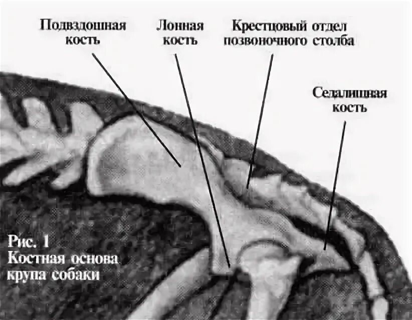Скелет собаки на белом фоне. Дископатия у собак рентген. Анатомия собаки ветеринария скелет. Крестец у собаки. Скелет крысы строение.