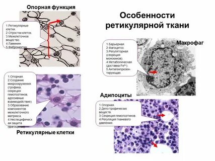 Функции межклеточного вещества в тканях