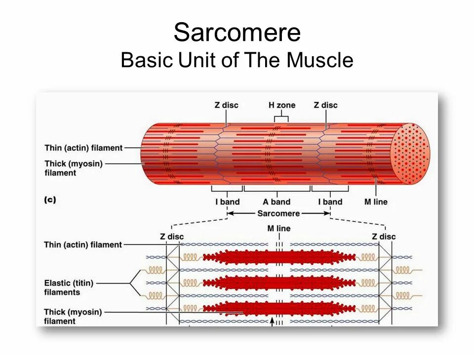 Basic unit. Мышечное волокно саркомер. Схема саркомера миофибриллы мышечного волокна. Строение мышцы саркомер. Строение мышечного волокна саркомер.