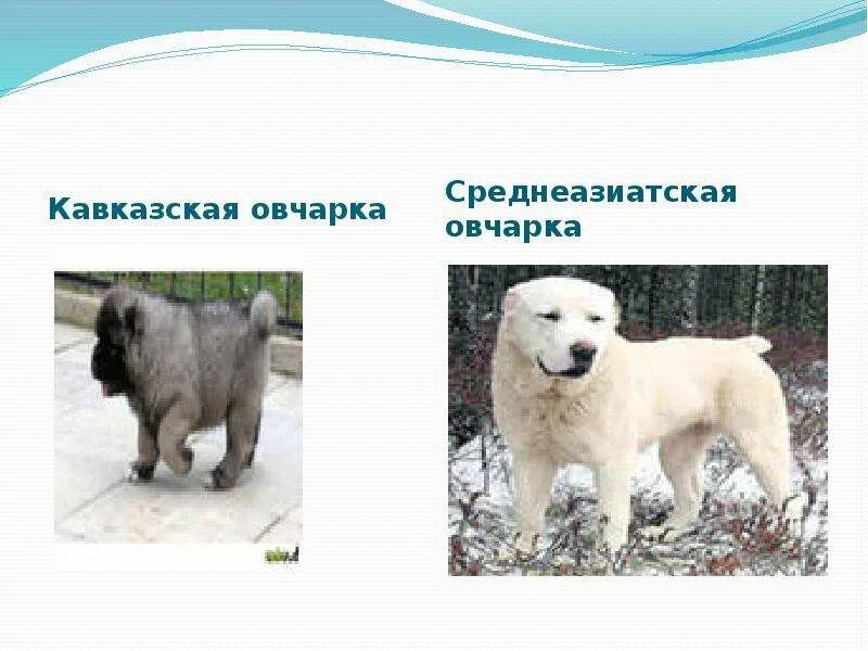 Алабай и кавказская овчарка. Среднеазиатская кавказская. Щенок кавказской овчарки 2 месяца. Кавказская овчарка пегая. Алабай туркменский волкодав черный.