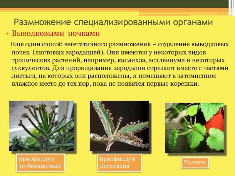 Способы размножения листьев