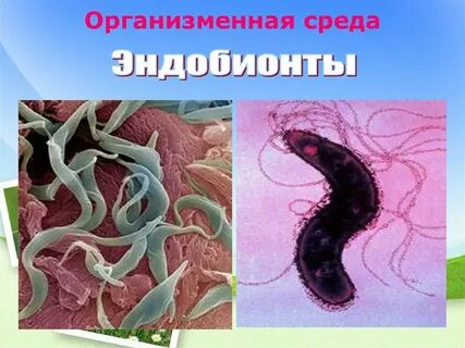 Организменные бактерии