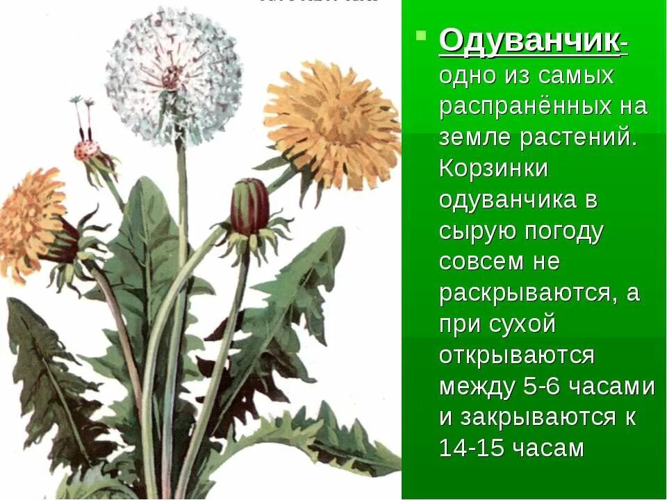 Научное название одуванчика