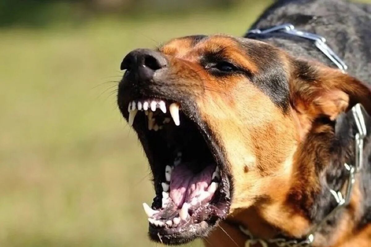 собаки злые кусаются. соьака нападает на ребёнка. самого монстра питбуль. собаки злые кусаются. животные.