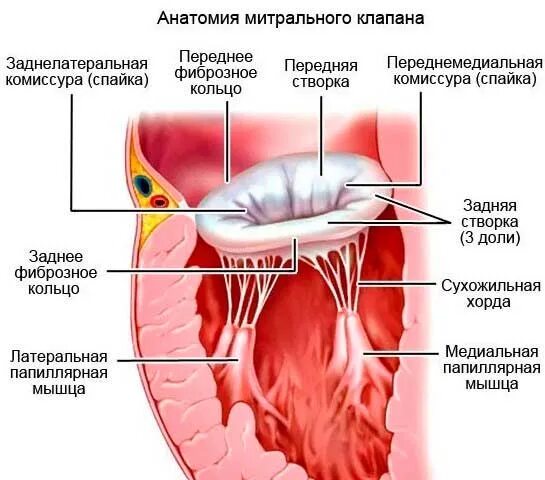 Наличие хорды у человека. Передняя и задняя створка митрального клапана. Хорды митрального клапана анатомия. Папиллярные мышцы митрального клапана анатомия. Фиброзное кольцо митрального клапана.
