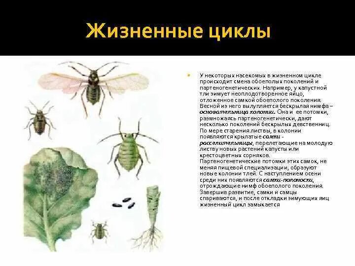 Какое развитие у тли. Типы жизненных циклов насекомых. Жизненный цикл тли. Жизненный цикл насекомых схема. Охарактеризуйте жизненные циклы насекомых.