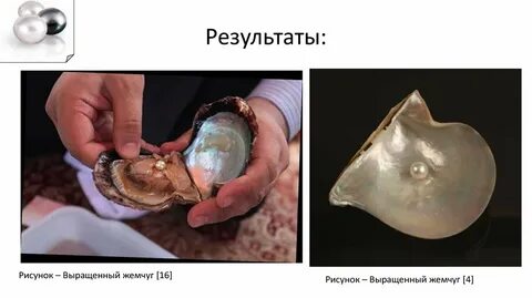 История жемчужины