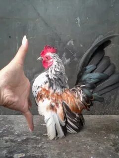 Серамы куры