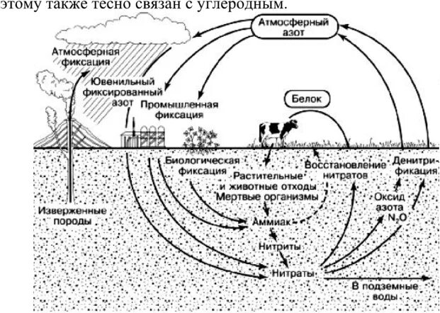 Круговорот азота в биосфере последовательность. Круговорот веществ азота. Круговорот азота в биосфере схема. Схема 2 круговорот азота в природе. Биологический круговорот азота.