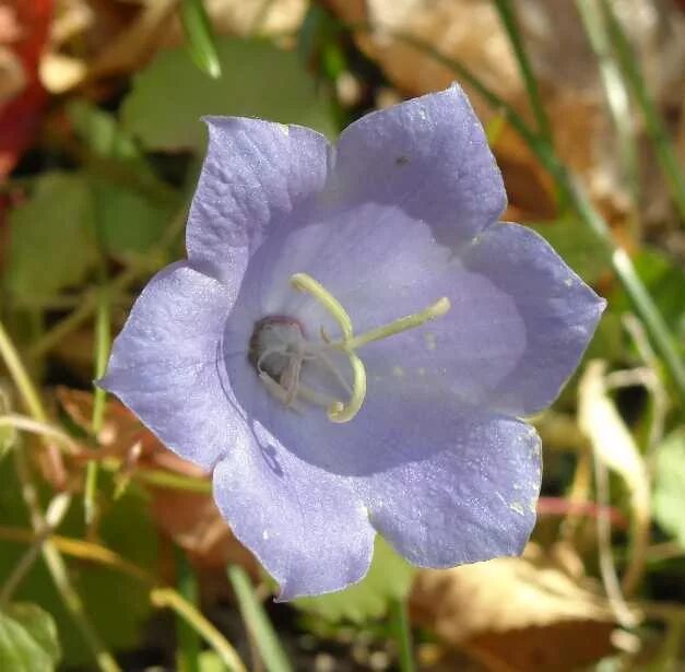 колокольчик круглолистный лавендер. кампанула на огороде. мина колокольчик фото. мина колокольчик фото. мина колокольчик фото.