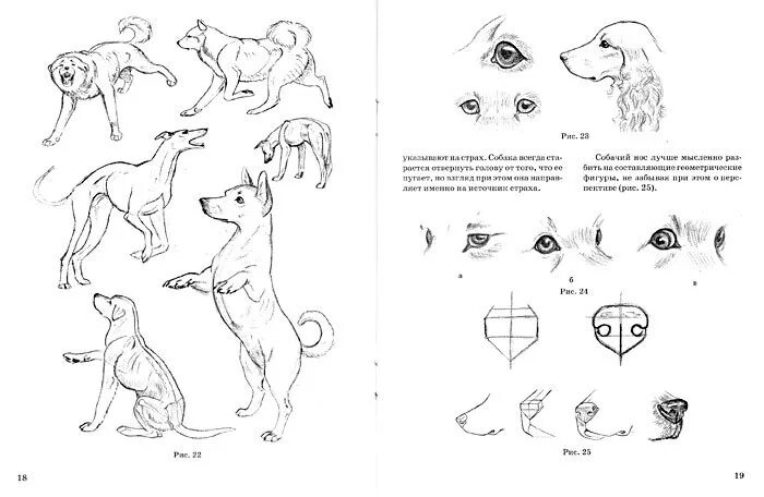 Схема собаки рисунок. Схематический рисунок собаки. Схема рисования собаки. Животные в движении рисунки. Схема рисования головы собаки.