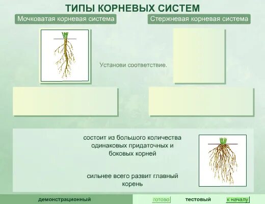 У двудольных растений мочковатая корневая система