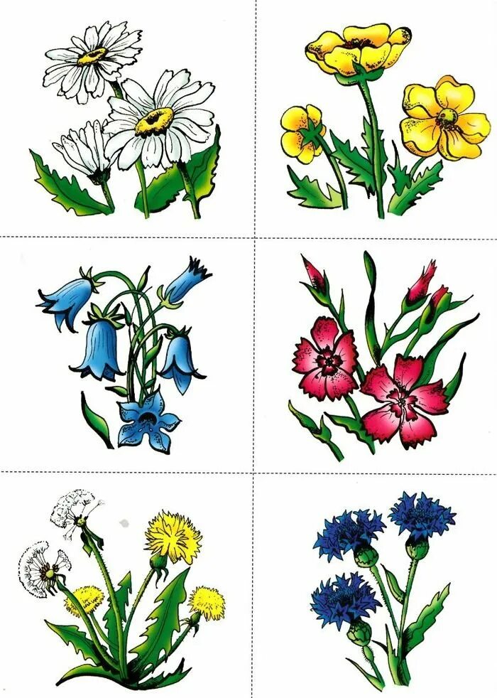 Разные цветы точно по времени. Карточки с изображением цветов. Полевые цветы для детей. Полевые и садовые цветы для детского сада. Цветы карточки для детей.