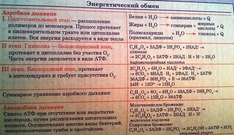 Что такое диссимиляция перечислите ее этапы