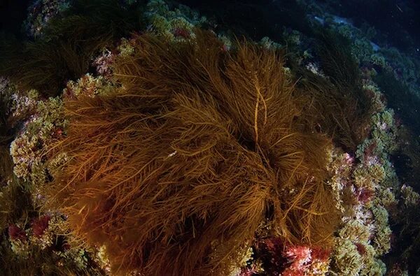 Бурые водоросли глубоководные. Бурая водоросль (Macrocystis pyrifera),. Бурые водоросли algae. Макроцистис индийский океан. Бурые ламинарии Тихого океана.