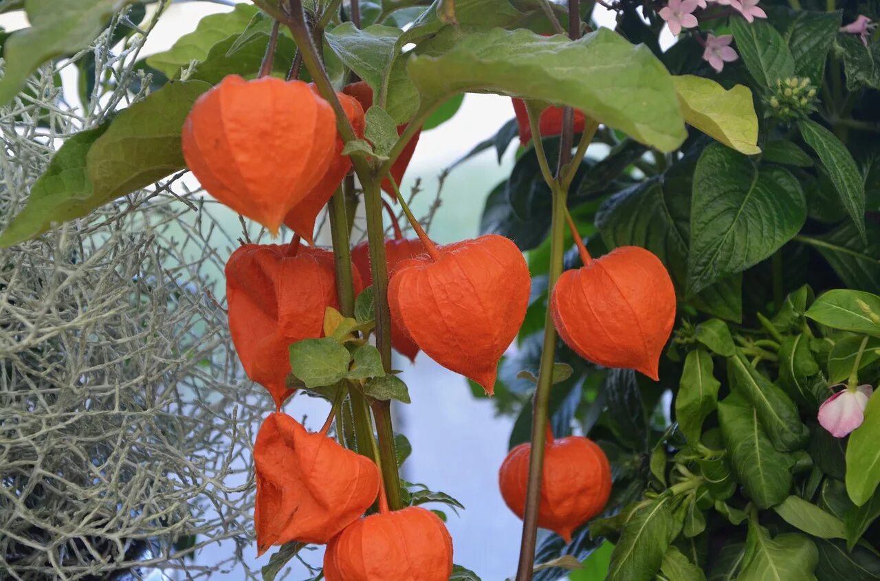 Физалис джемовый. Физалис колокольчик. Физалис Fruit. Физалис оранжевое растение.