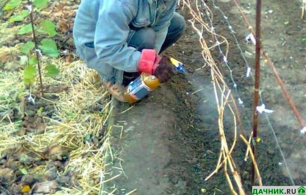 Опрыскивание роз осенью перед укрытием на зиму. Опрыскивание винограда. опрыскивание виноградников. обработка винограда осенью перед укрытием на зиму. виноград после зимы.