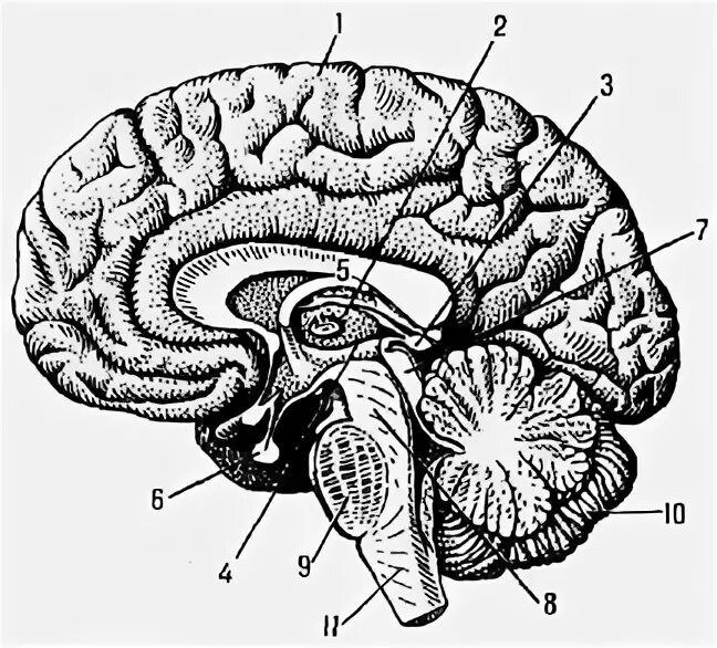 Головной мозг 4 класс. Структуры головного мозга. Строение мозга. Структура головного мозга рисунок. Мозг человека схема.