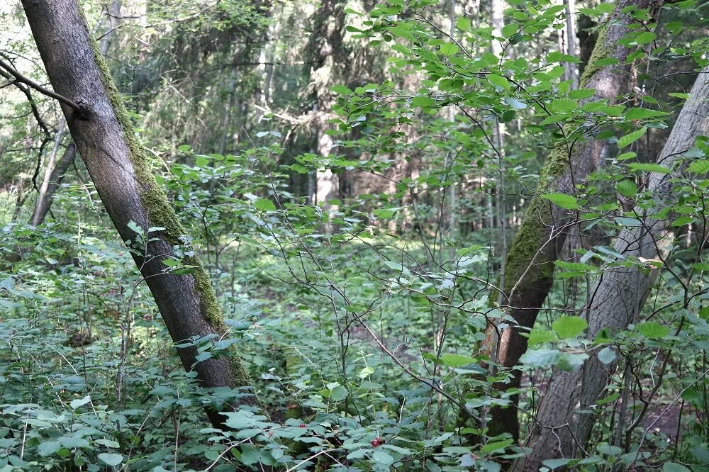 На какой стороне дерева растет