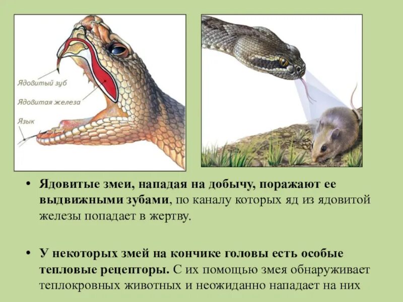 Ядовитые зубы змеи. Строение змеи. Железы у пресмыкающихся.