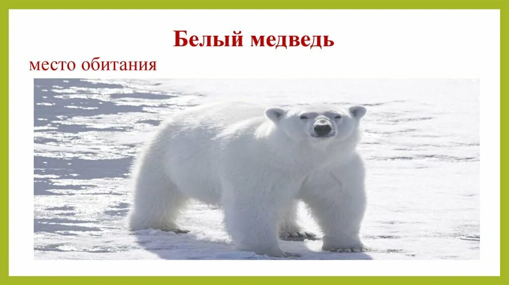 В какой среде обитает белый медведь. Место обитания белого медведя. Проблема белых медведей. Белымедведь место обитания. Местообитание белого медведя.