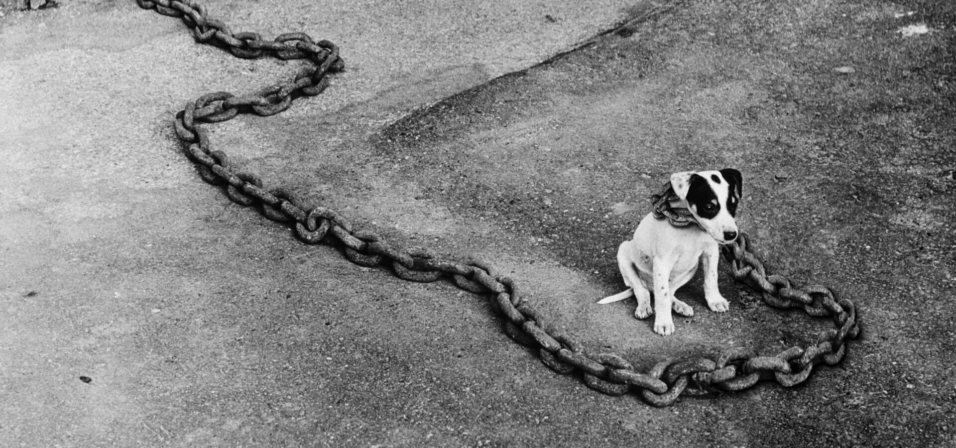 Собака на цепи. Пес на цепи. Цепная собака. Щенок на цепи. Голодный ветер