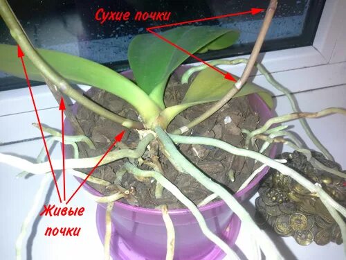 Орхидея после цветения уход в домашних условиях. Орхидея фаленопсис отцвела. Обрезание орхидеи. Орхидея после цветения. Орхидея обрезать цветонос.