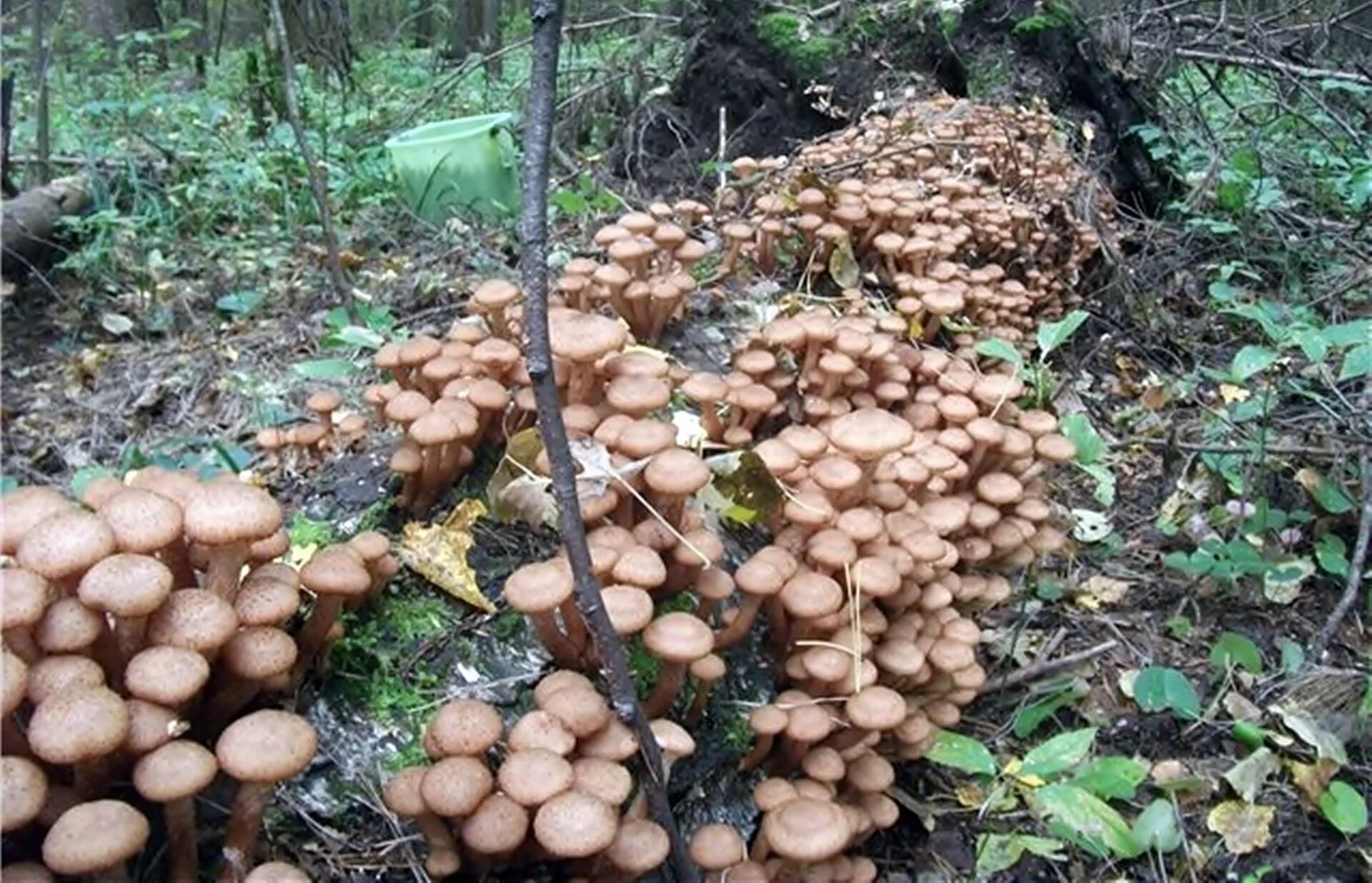 Где в каком лесу растут грибы. Опенок Орегон. Поляна грибов опята. Сбор грибов опята осенние. Собираем грибы опята.