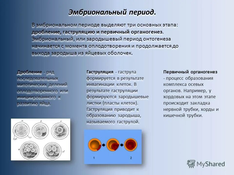 В эмбриональном этапе выделяют. Эмбриональный период развития. Эмбриональный период развития дробление. Этапы эмбрионального развития дробление гаструляция органогенез. Биология 9 класс эмбриональный период развития дробление.