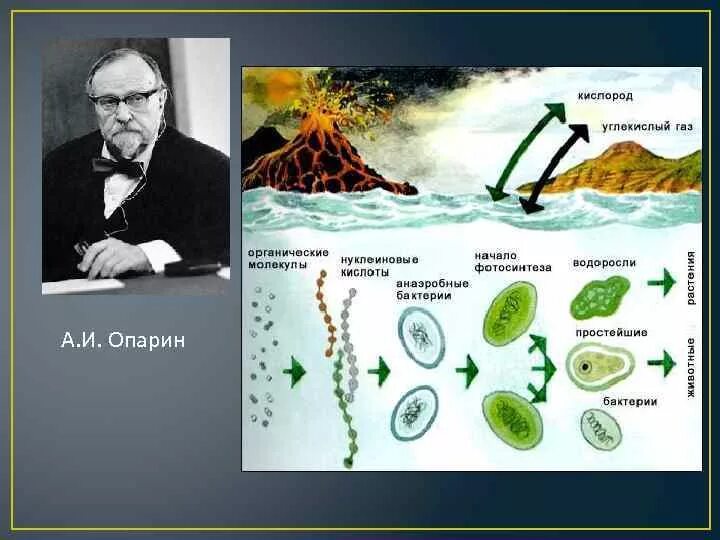 Теория Опарина Холдейна. Биохимическая теория Опарина и Холдейна. Теория биохимической эволюции Опарин и Холдейн. Опарин теория происхождения жизни этапы. Гипотеза опарина холдейна этапы