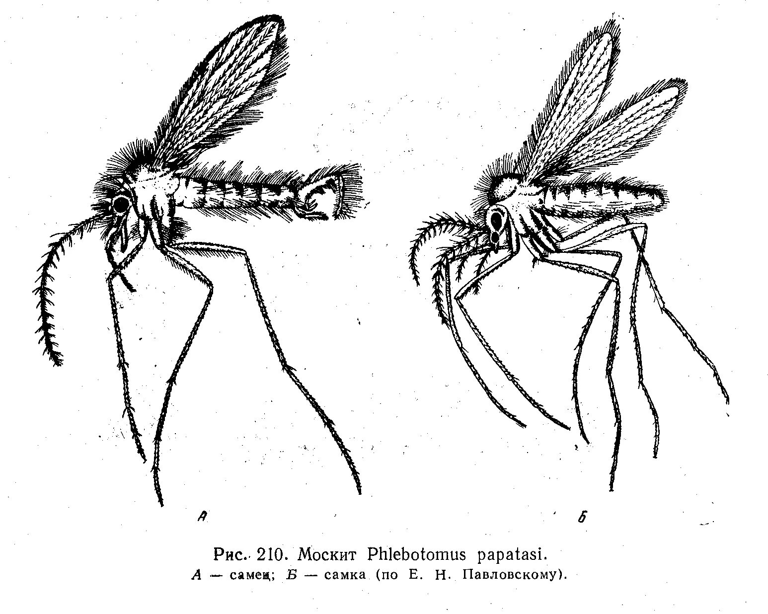 Какое развитие у малярийного комара. Строение москита Phlebotomus. Малярийный комар строение. Москит Phlebotomus papatasii строение. Москиты рода Phlebotomus.