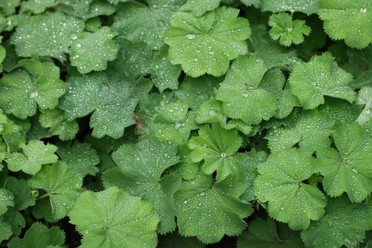 Alchemilla vulgaris l. манжетка лесная. манжетница. манжетка (alchemilla). манжетница.