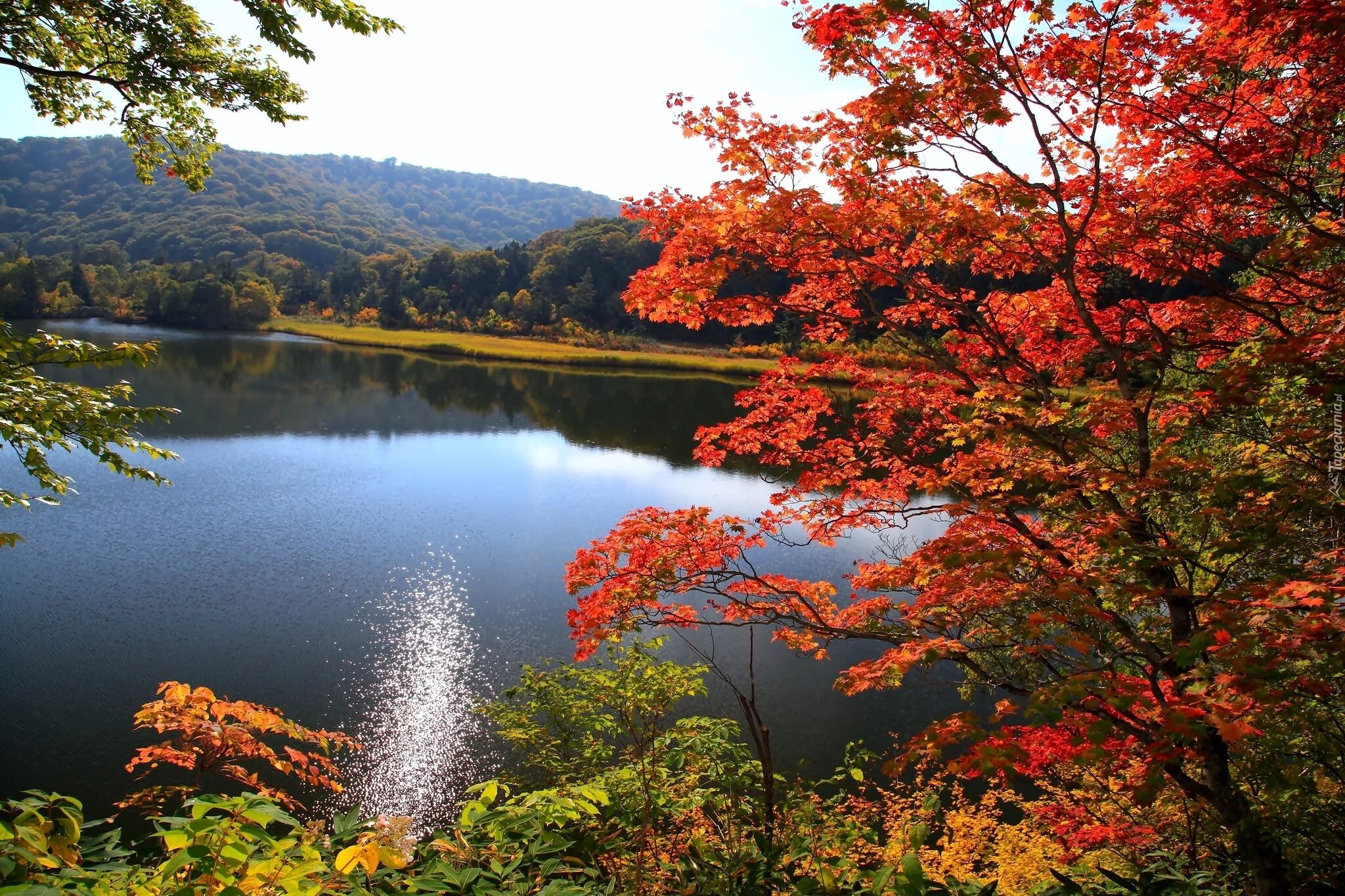 Картинки осень природа. Золотая осень клен лес озеро. Природа осень. Красивая осень. Осеннее озеро.