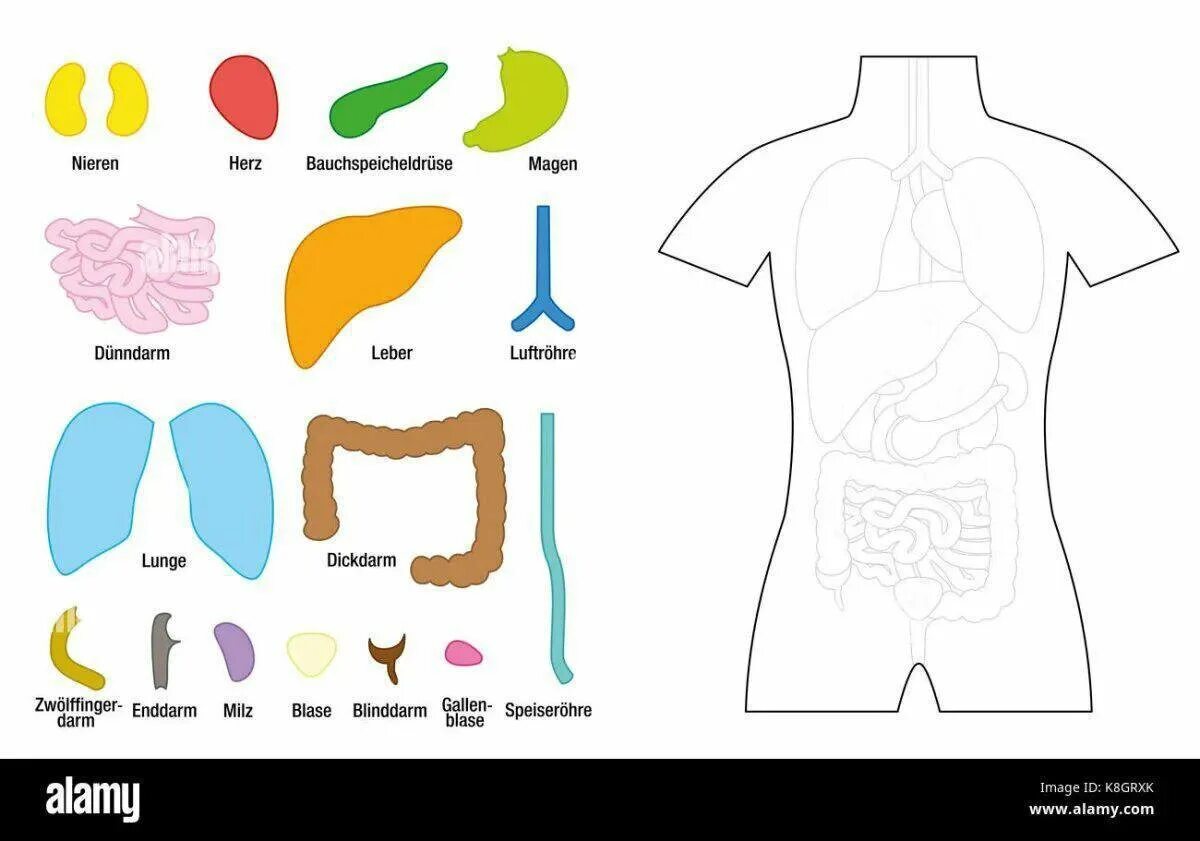 Макет строения внутренних органов человека. Выкройки внутренних органов. Макет внутренних органов человека для детей. Аппликация внутреннее строение тела человека.
