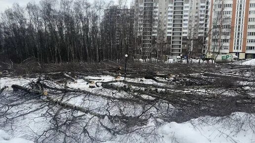 Дублер МКАД. Москва за МКАДОМ. Дублер МКАД В Видном. Видное вырубили яблочный сад.