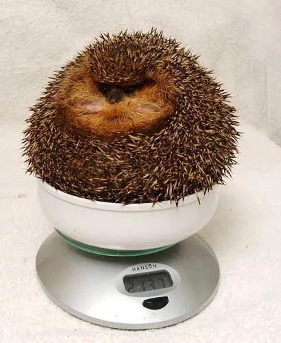 ежики колючие или нет. самый большой ёж в мире. размеры ежей. масса ежика. вес ежика.