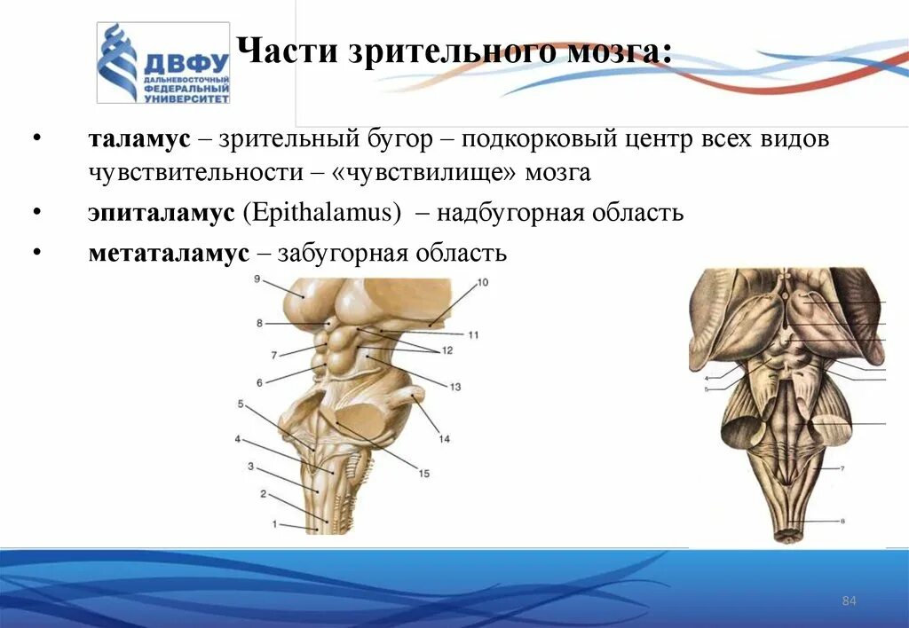 Коленчатые тела мозга. Эпиталамус и метаталамус. Надбугорная область промежуточного мозга. Эпиталамус надбугорная область. Метаталамус анатомия.