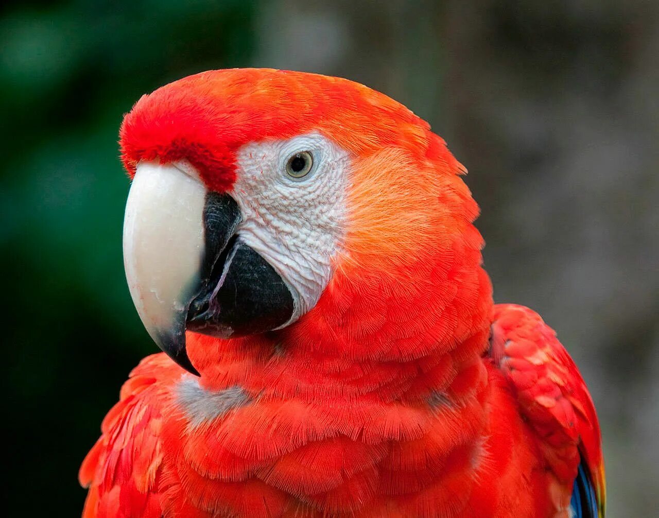 Red parrot