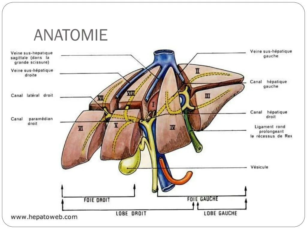 Anatomie d une chute. Structure du foie. anatomie du foie. recessus axillaris.