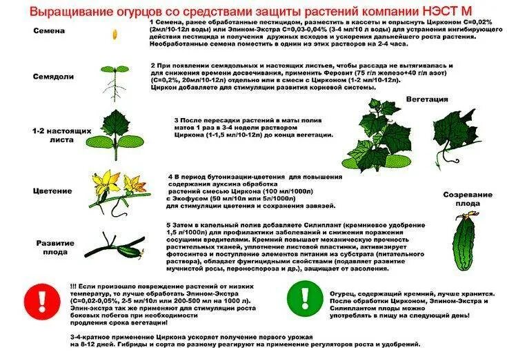 Чем подкормить огурцы в теплице для роста. Схема подкормки огурцов. Схема подкормки огурцов таблица. Схема подкормки рассады огурцов. Схема подкормки огурца.