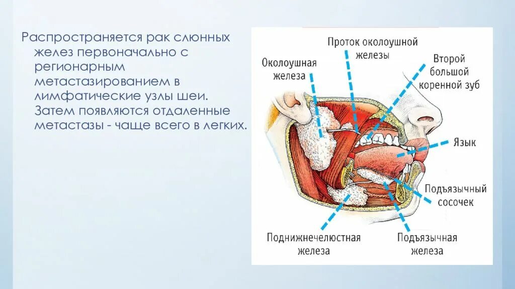 Анатомия слюнных желез шеи. Слюнные железы анатомия схема. Околоушной проток анатомия. Строение ротовой полости слюнные железы. Для околоушной железы характерны