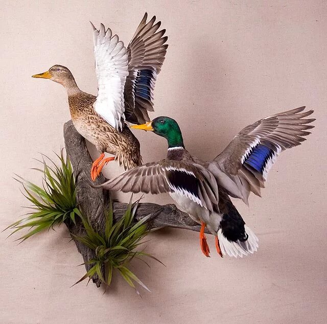 чучела животных и птиц. таксидермия утки. таксидермия птиц. чучела животных для школы. таксидермия глухаря.